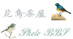 花鳥茶屋   BBS